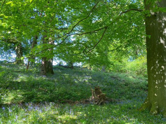 Bluebells