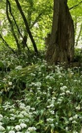 Wild garlic Combermere woods