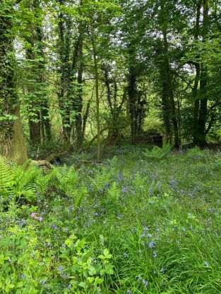 Bluebells Combemere Woods