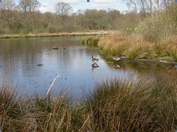 Ash Brown Walk